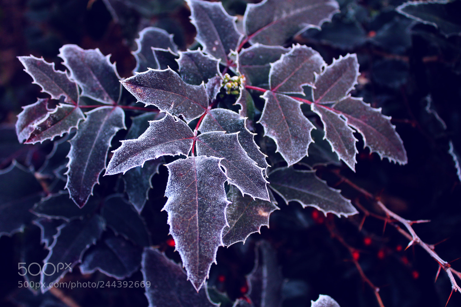 Canon EOS 1100D (EOS Rebel T3 / EOS Kiss X50) sample photo. Mahonia in winter scenes photography