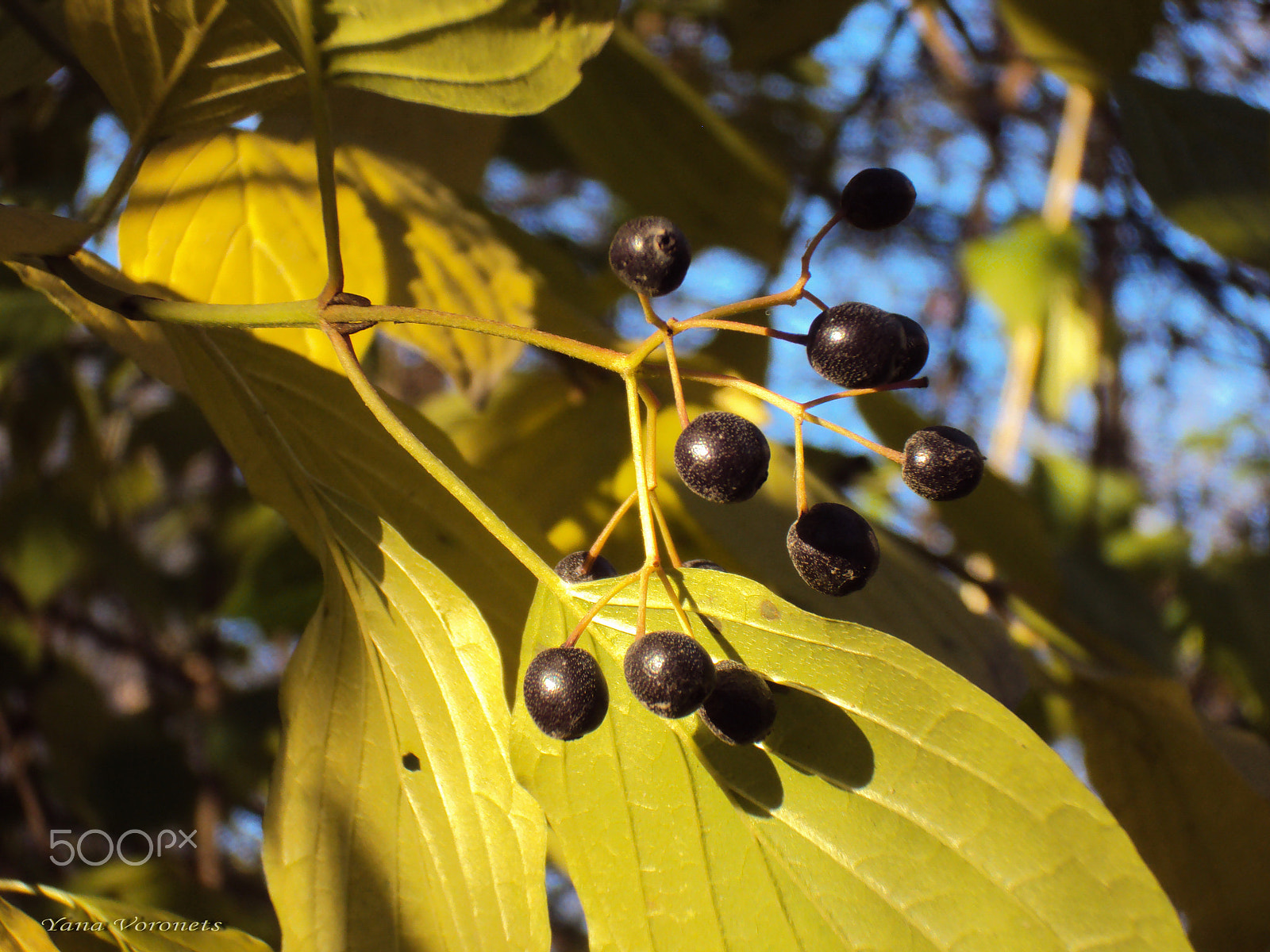 Sony DSC-W190 sample photo. Black berries photography