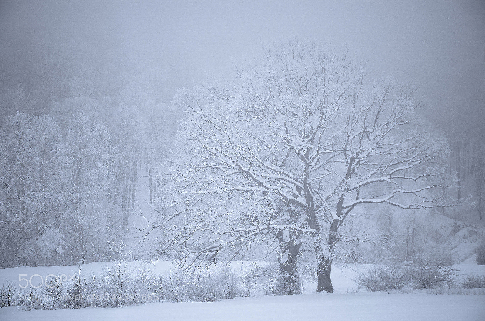 Nikon D5100 sample photo. Barnova forest photography