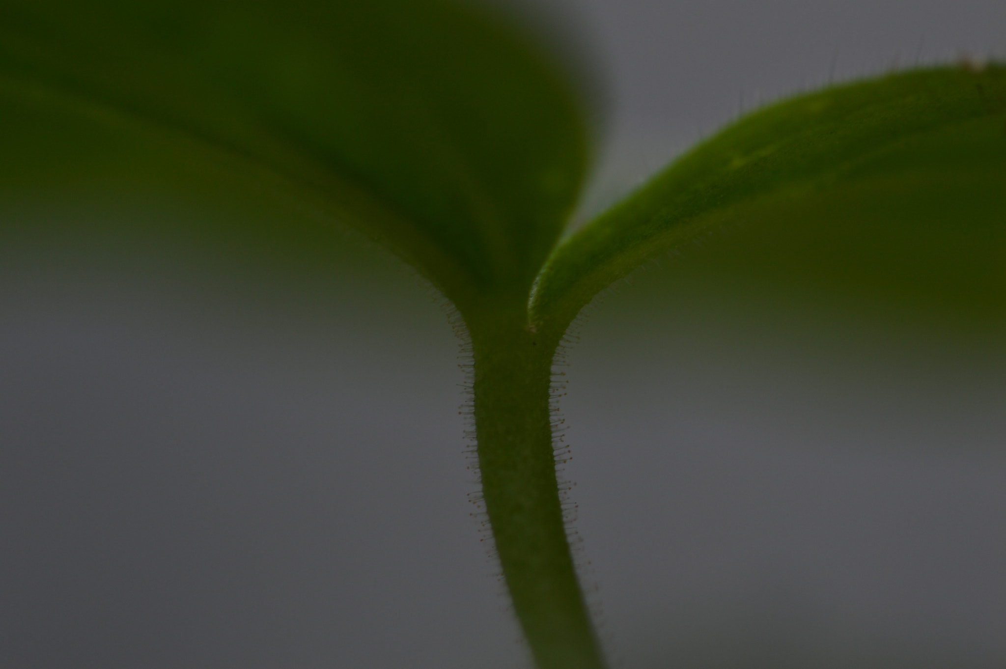 Sigma 105mm F2.8 EX DG OS HSM sample photo. () photography