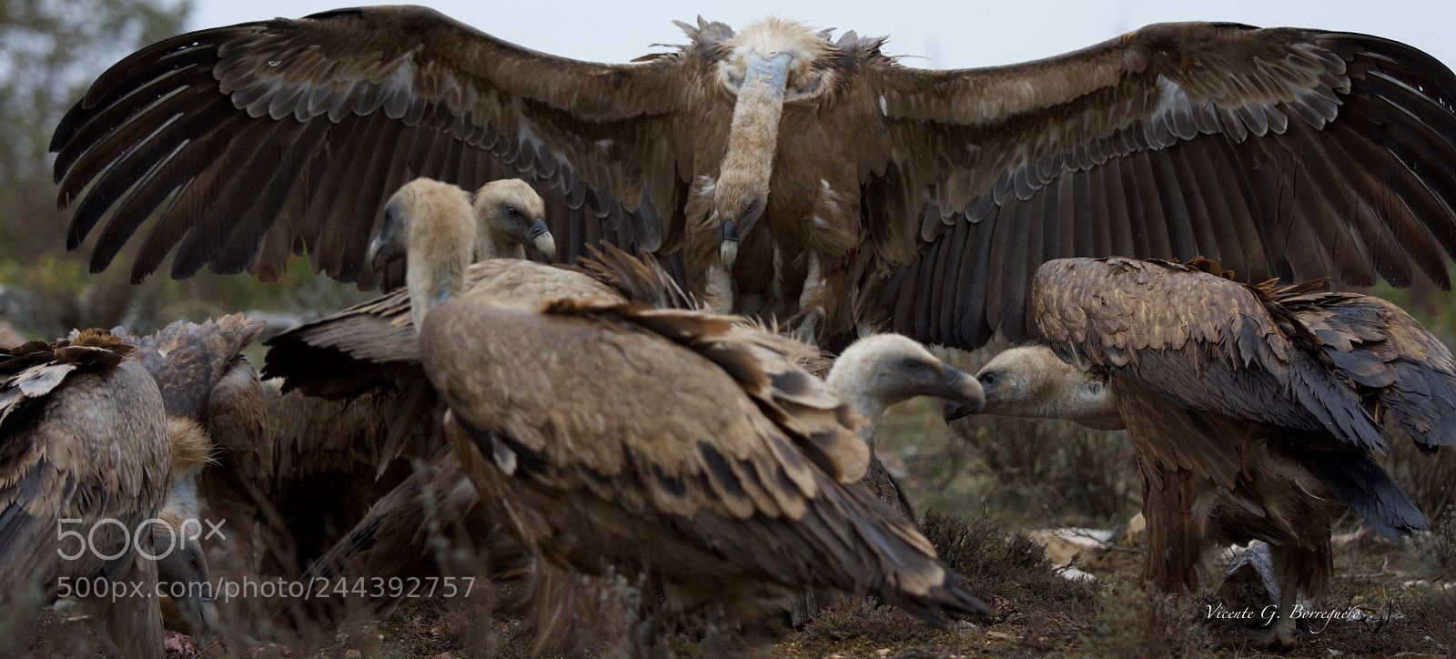 Nikon D7200 sample photo. Gyps fulvus photography