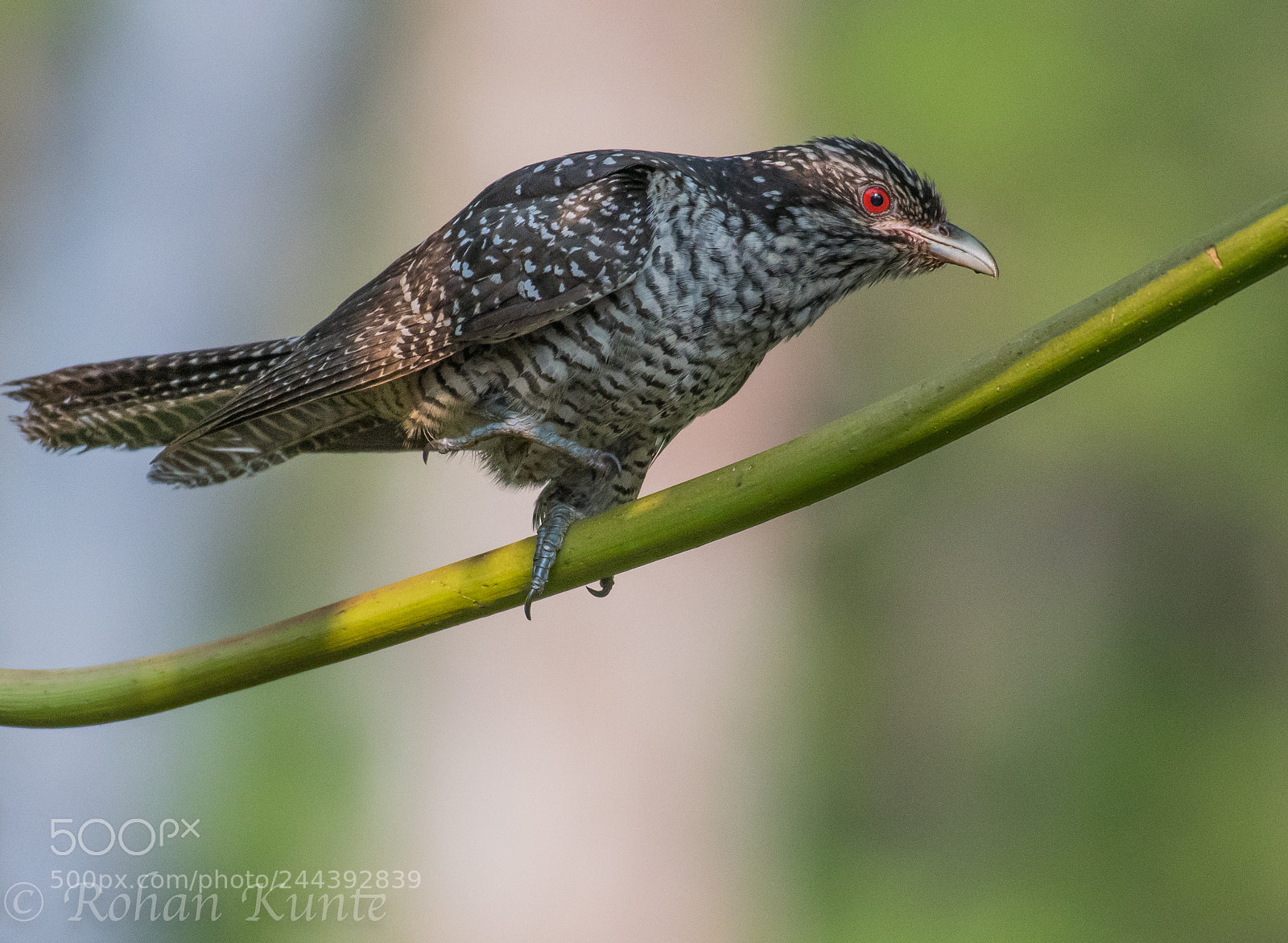 Nikon D500 sample photo. Asian koel - female photography