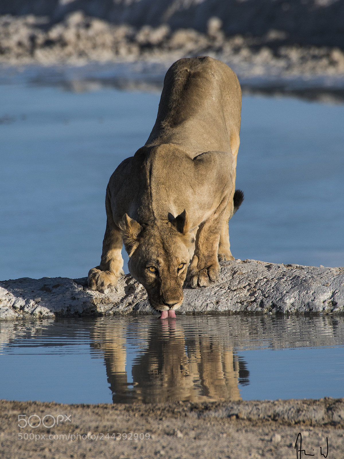Nikon D500 sample photo. Thirsty lionesse photography