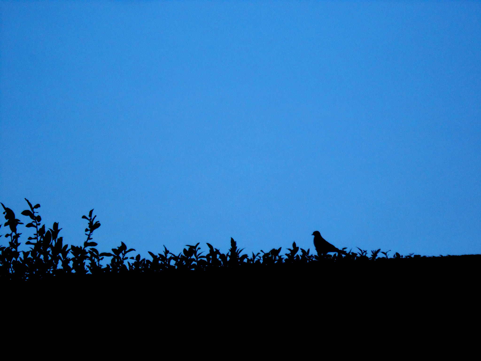 Nikon Coolpix S3300 sample photo. Bird silhouette photography