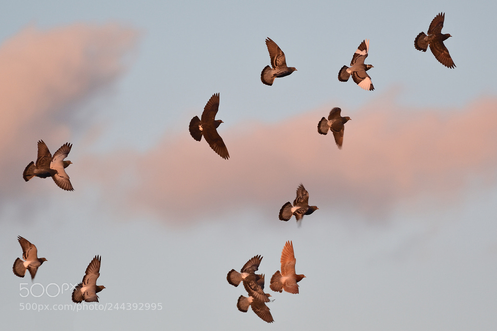 Nikon D500 sample photo. The flock photography