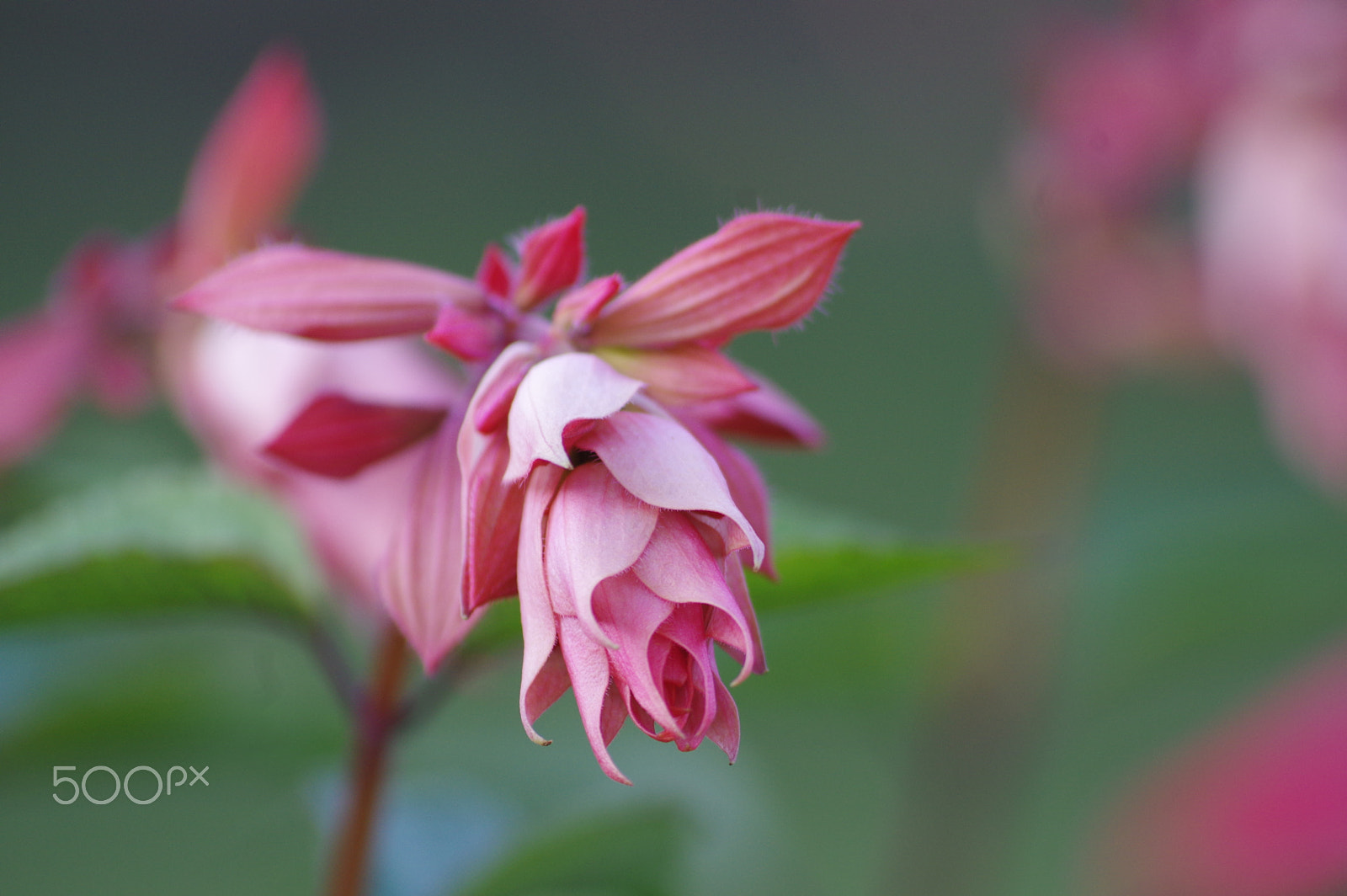 Pentax K-3 II sample photo. Pink salvia photography