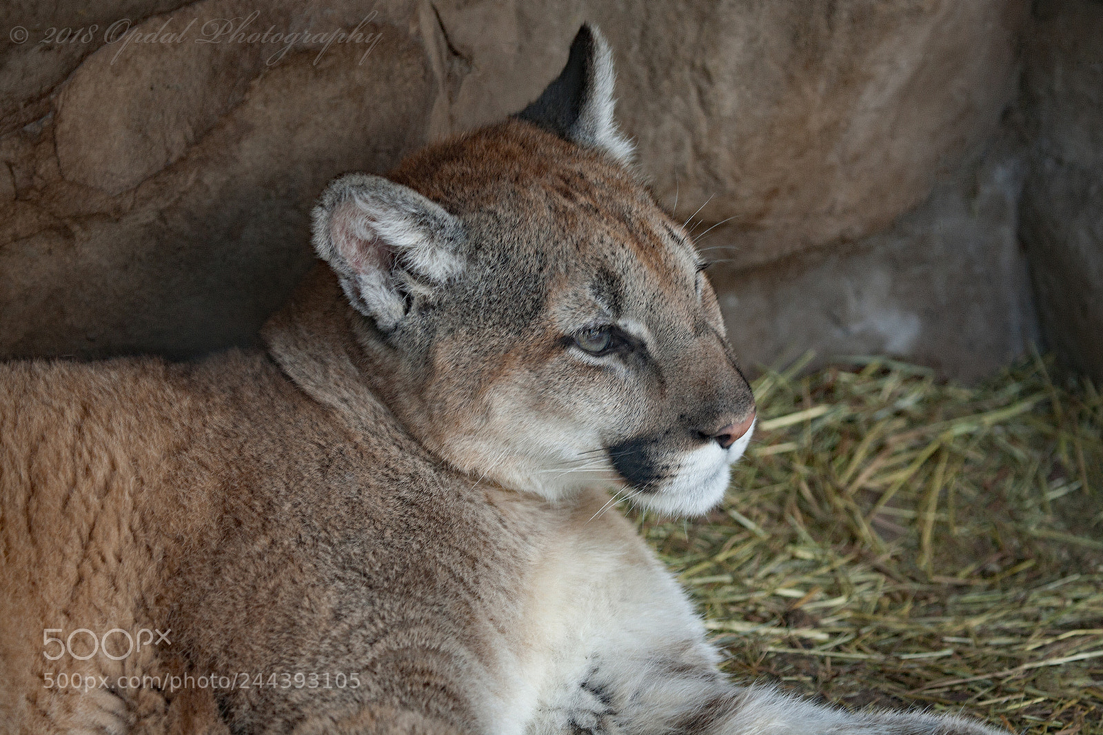 Canon EOS 5D sample photo. Puma photography