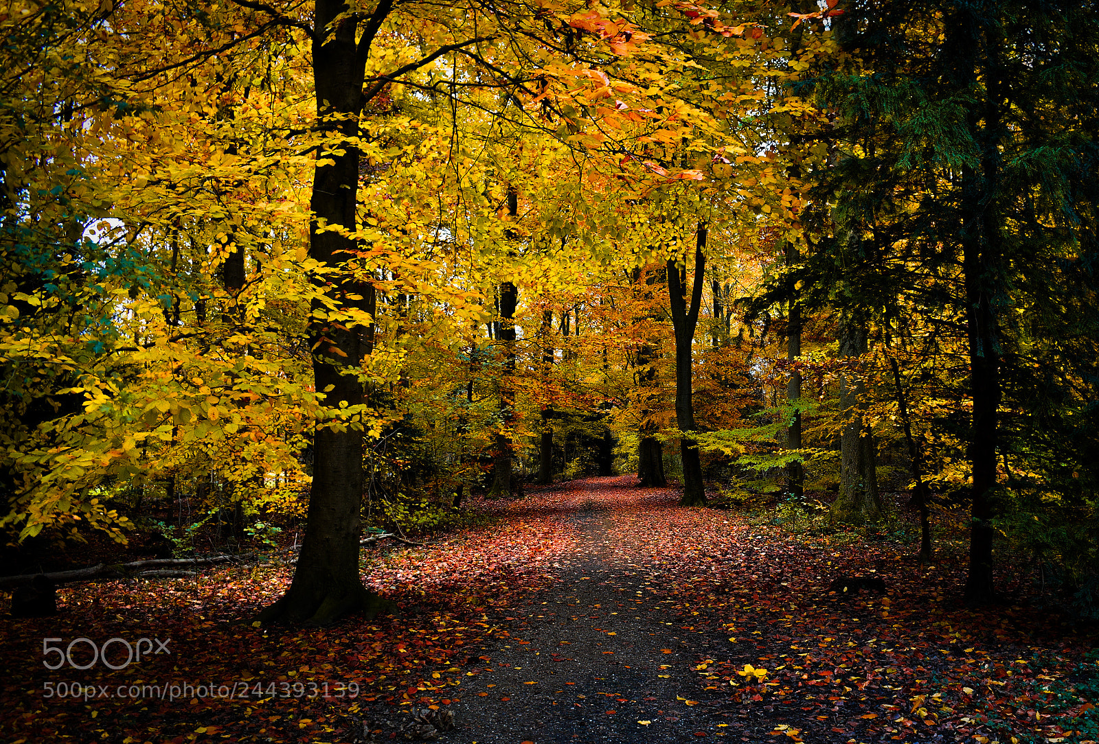 Nikon D5600 sample photo. Wood path in amsterdam photography