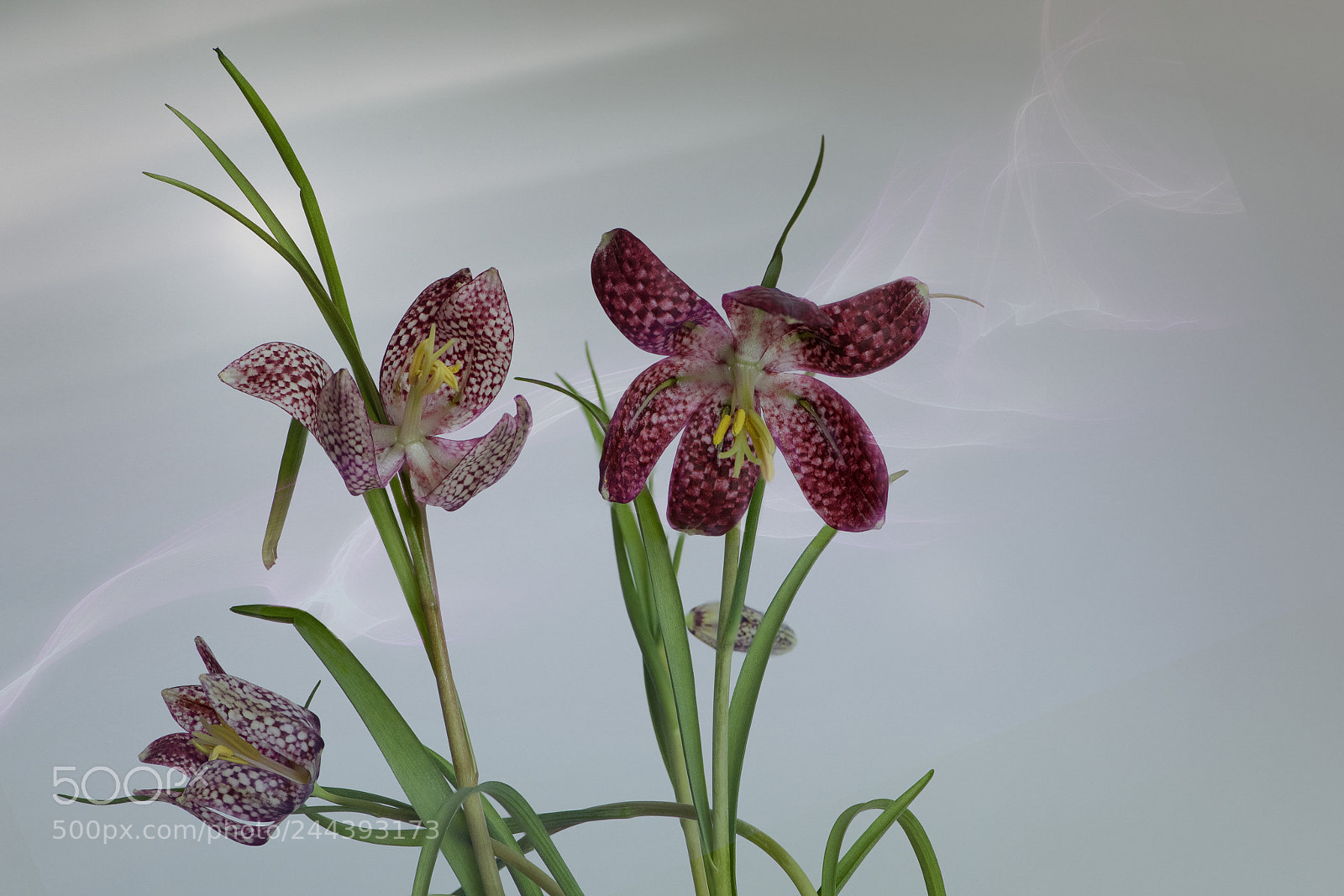 Nikon D850 sample photo. Schachbrettblume(fritillaria meleagris) photography