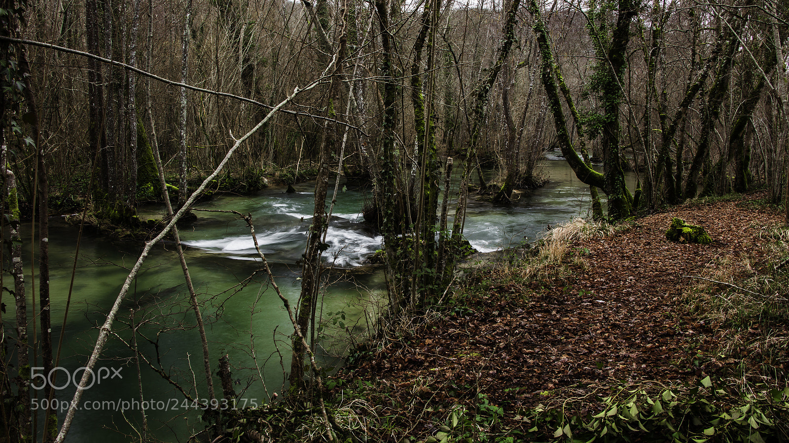 Canon EOS 60D sample photo. Coly emeraude et rubis photography