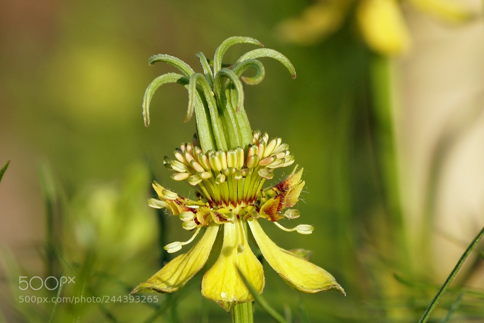 Sony SLT-A58 sample photo. Nigella orientalis photography