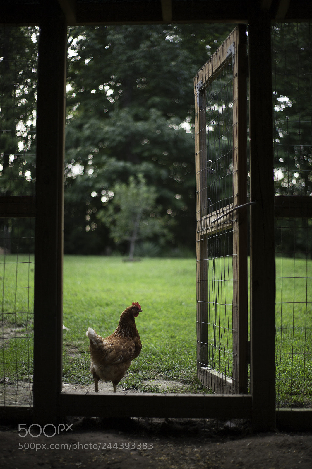 Canon EOS 5D sample photo. Chicken in doorway photography