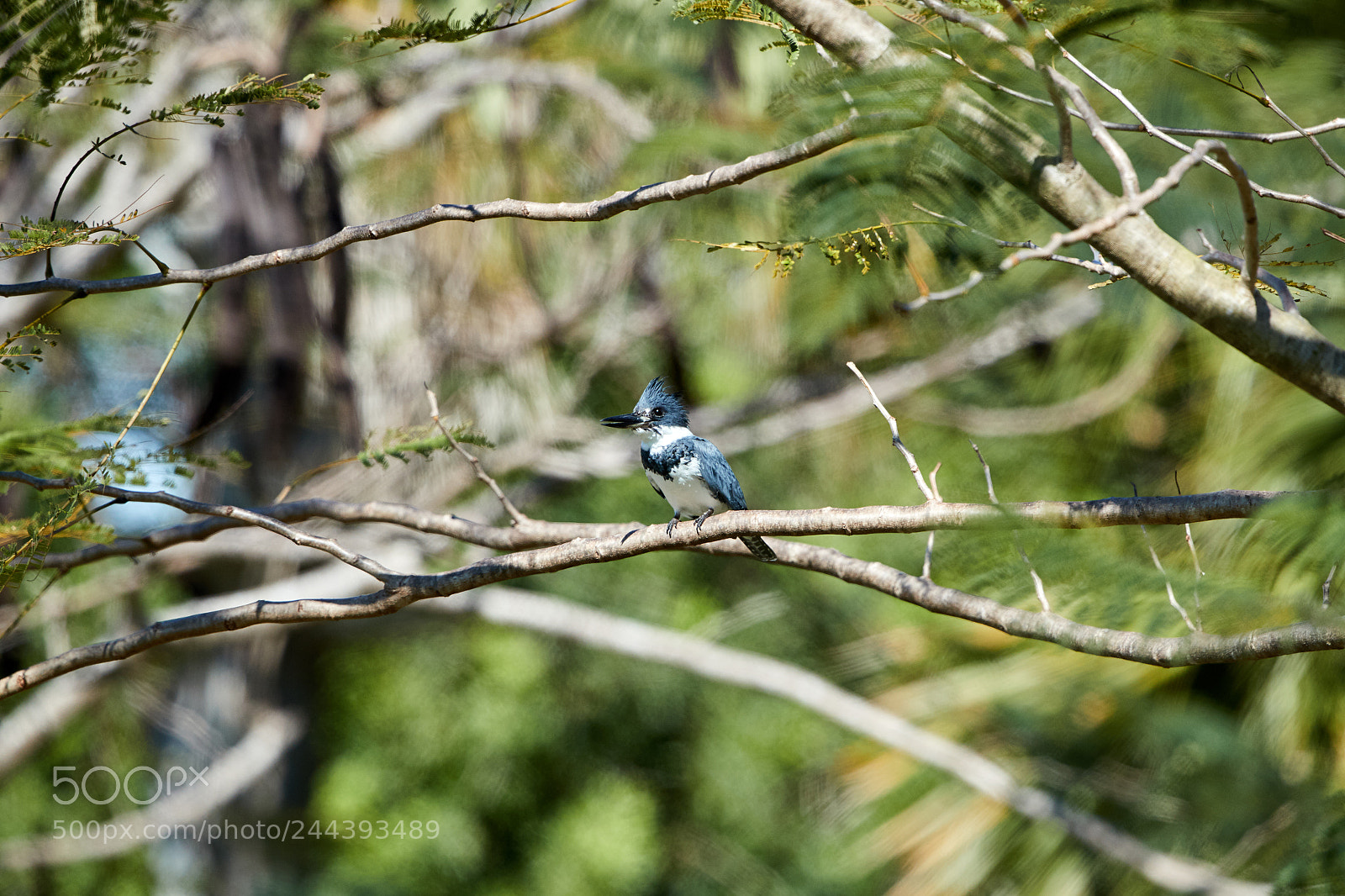 Canon EOS-1D X Mark II sample photo. 01-30-18-0001475.jpg photography