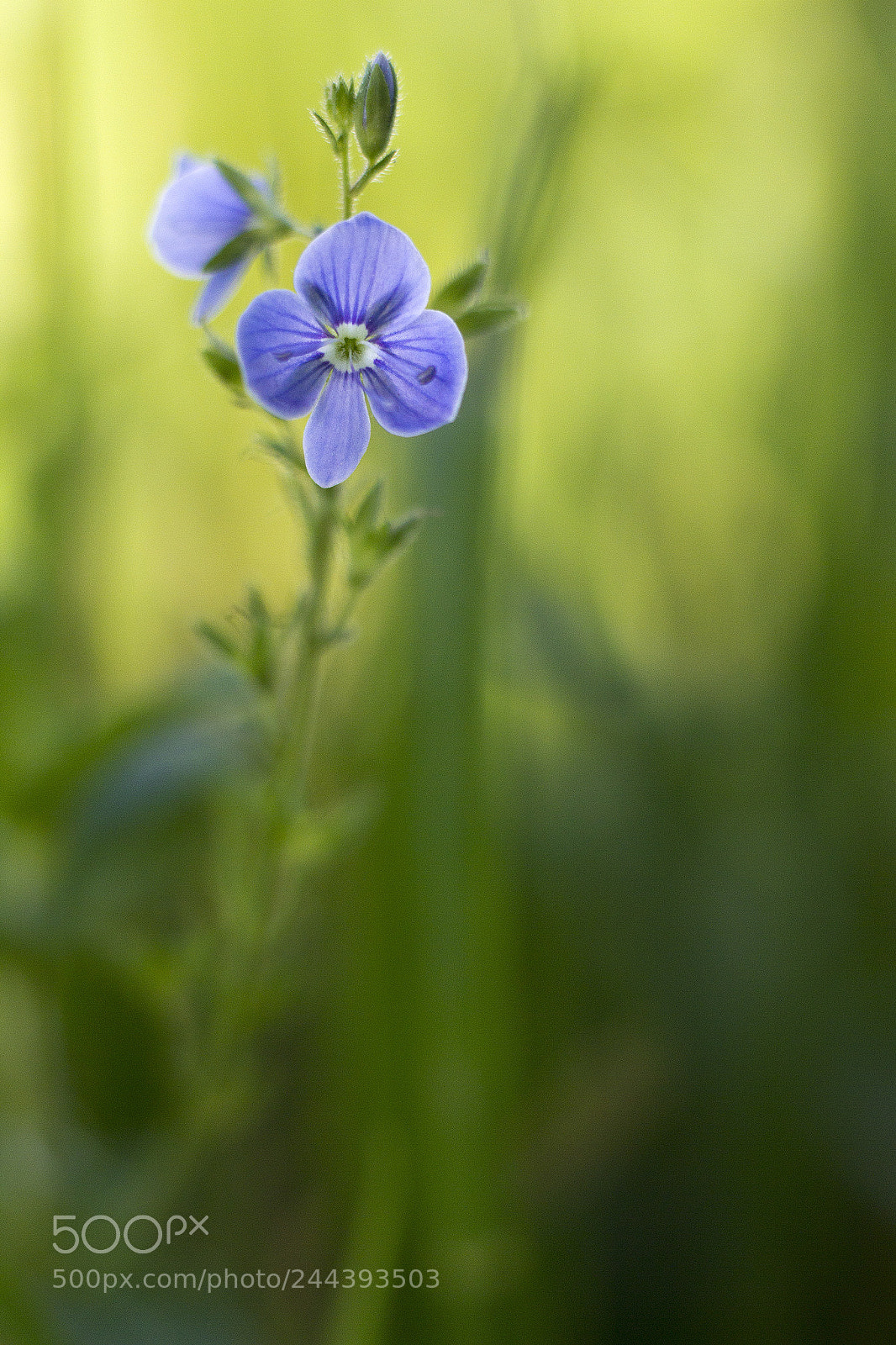 Canon EOS 60D sample photo. V photography