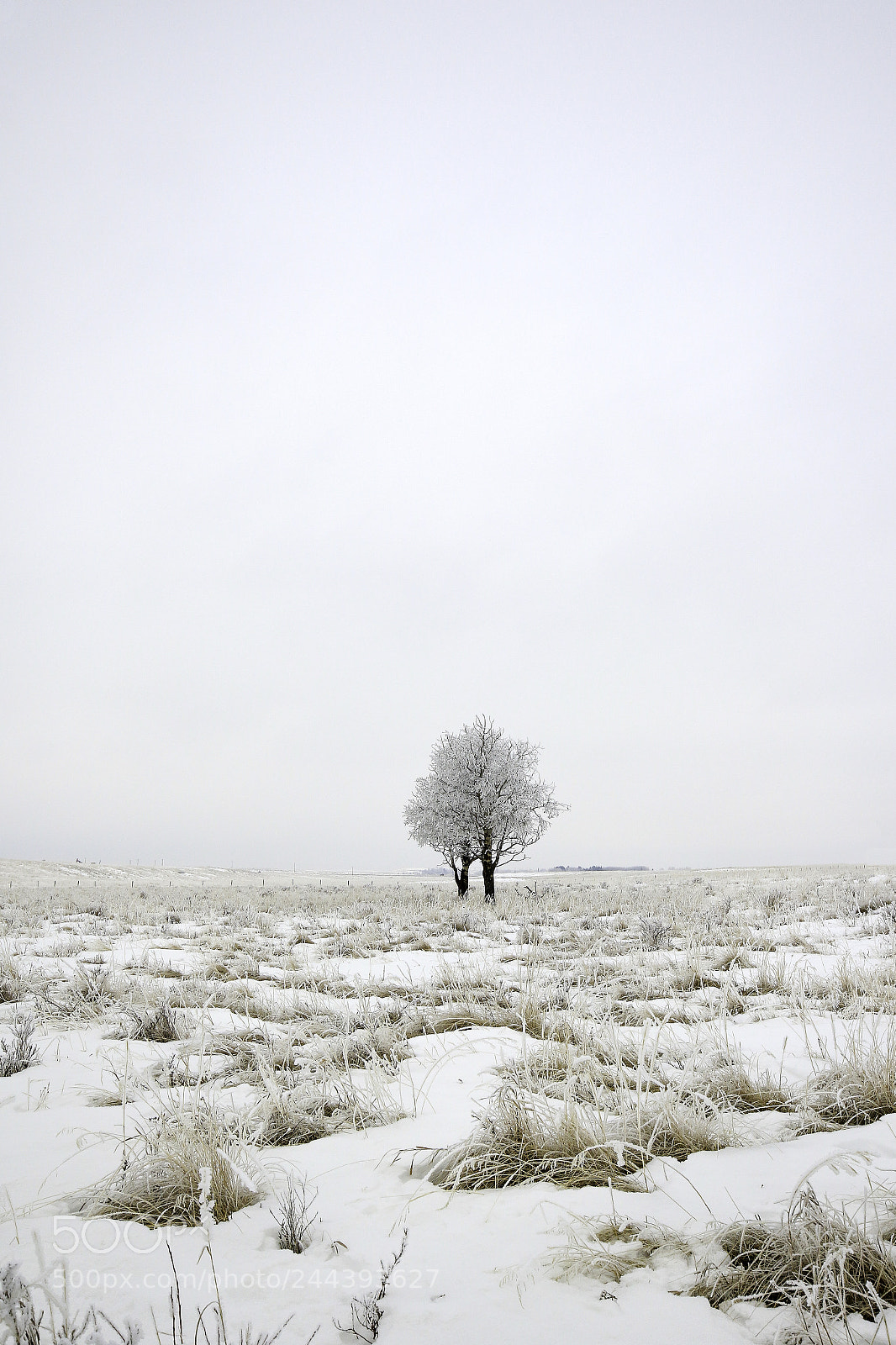 Canon EOS 7D Mark II sample photo. Frozen photography