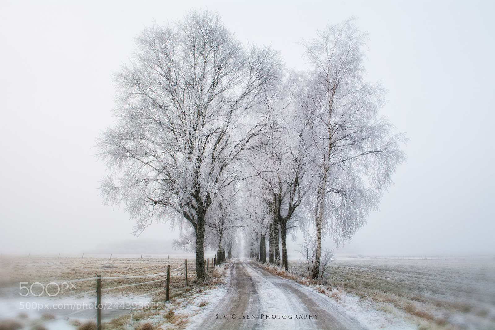 Nikon D7100 sample photo. ~ a frozen morning ~ photography