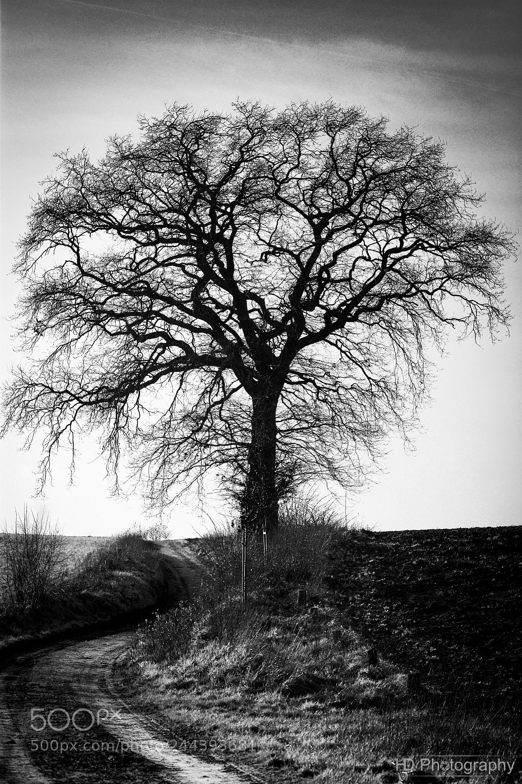 Nikon D7100 sample photo. Naked tree ii photography
