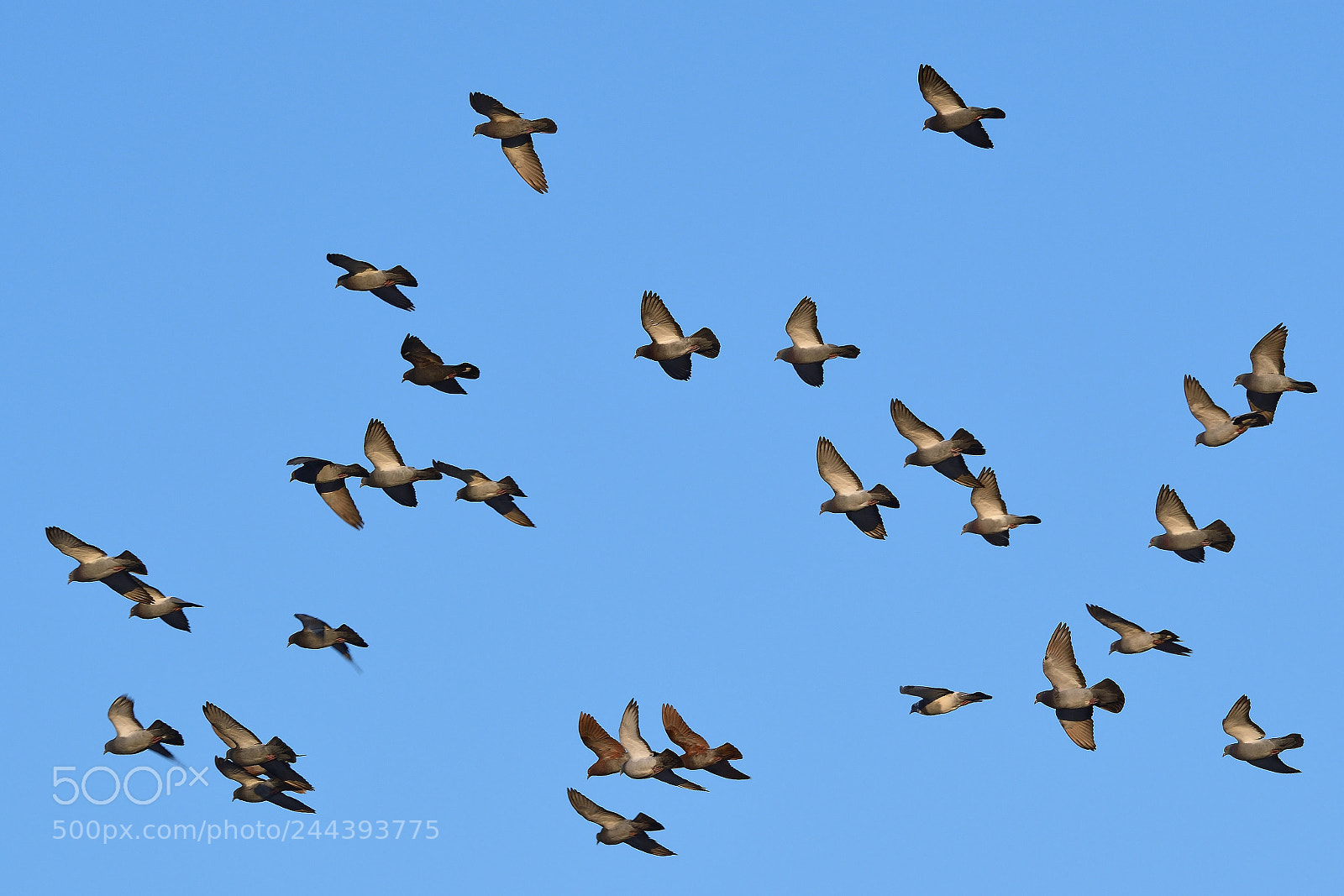 Nikon AF-S Nikkor 200-500mm F5.6E ED VR sample photo. The flock photography