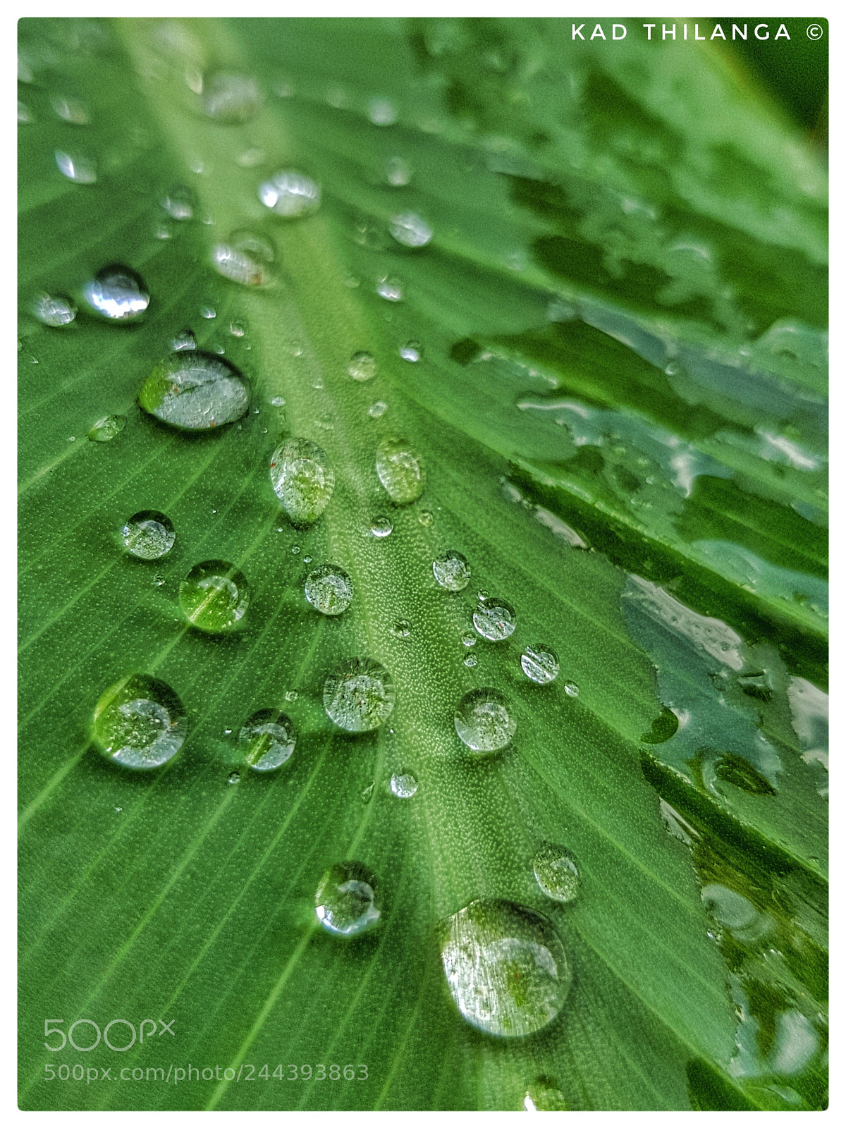 Samsung Galaxy S8+ sample photo. After raining photography