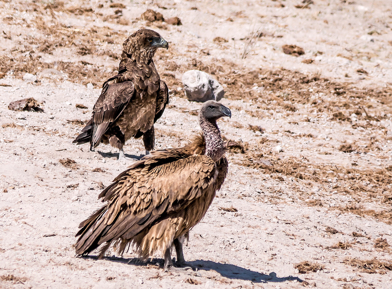 Panasonic DMC-G70 sample photo. Falcon and vulture photography
