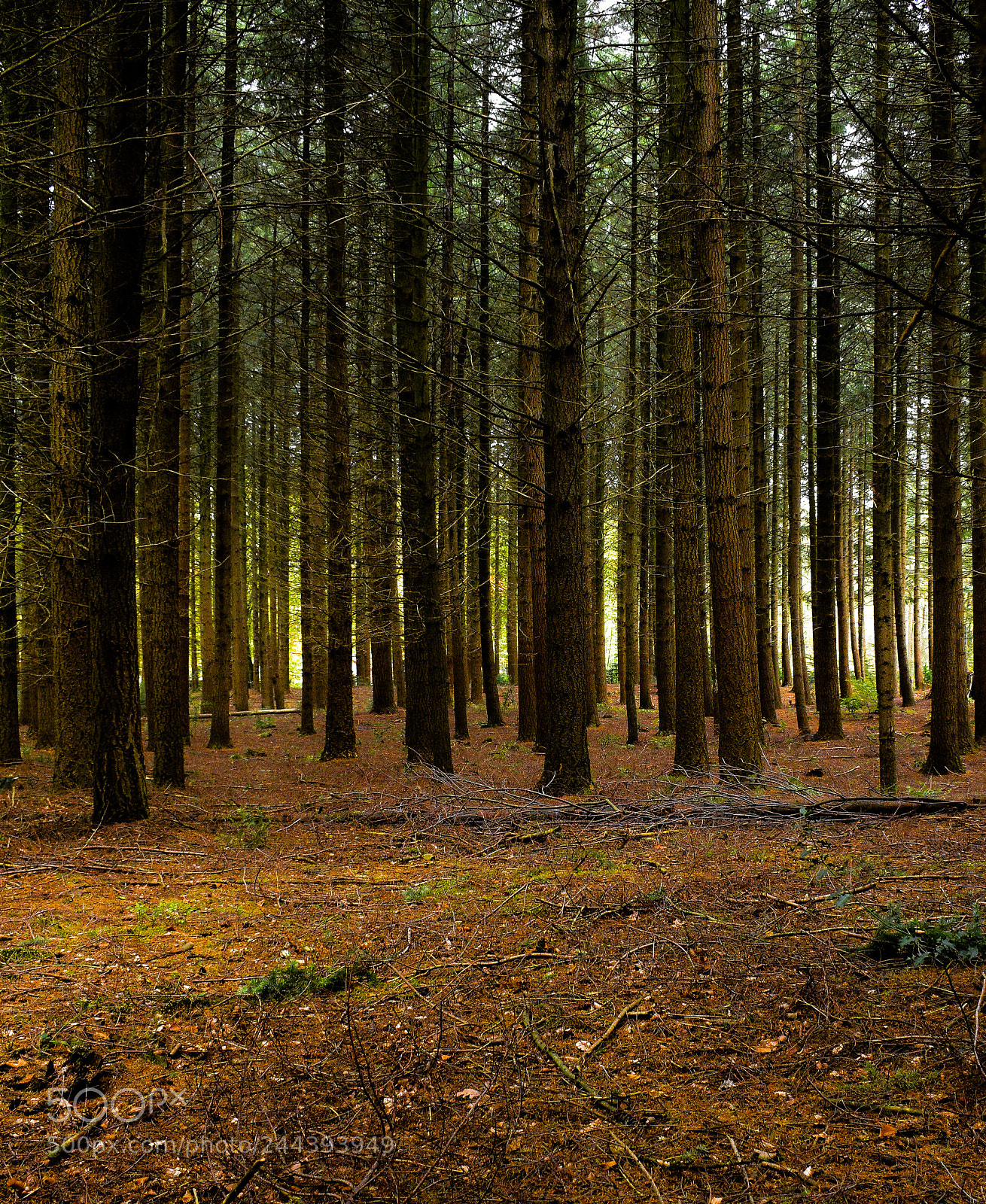Nikon D5600 sample photo. Trees in the woods photography