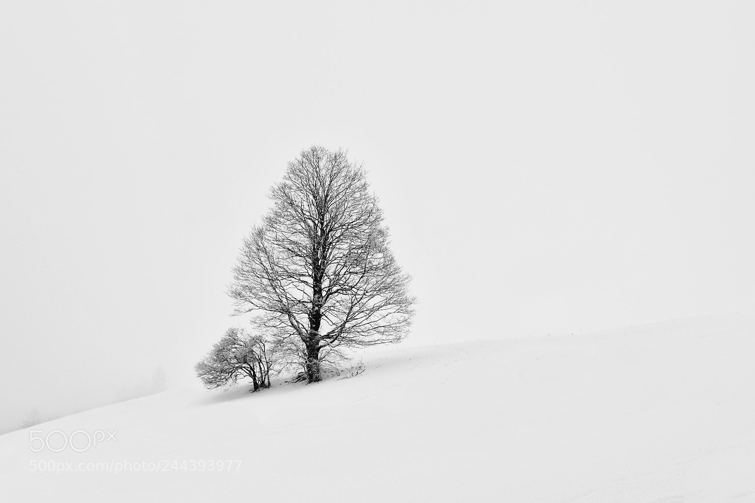 Nikon D7100 sample photo. Minimalism of nature photography