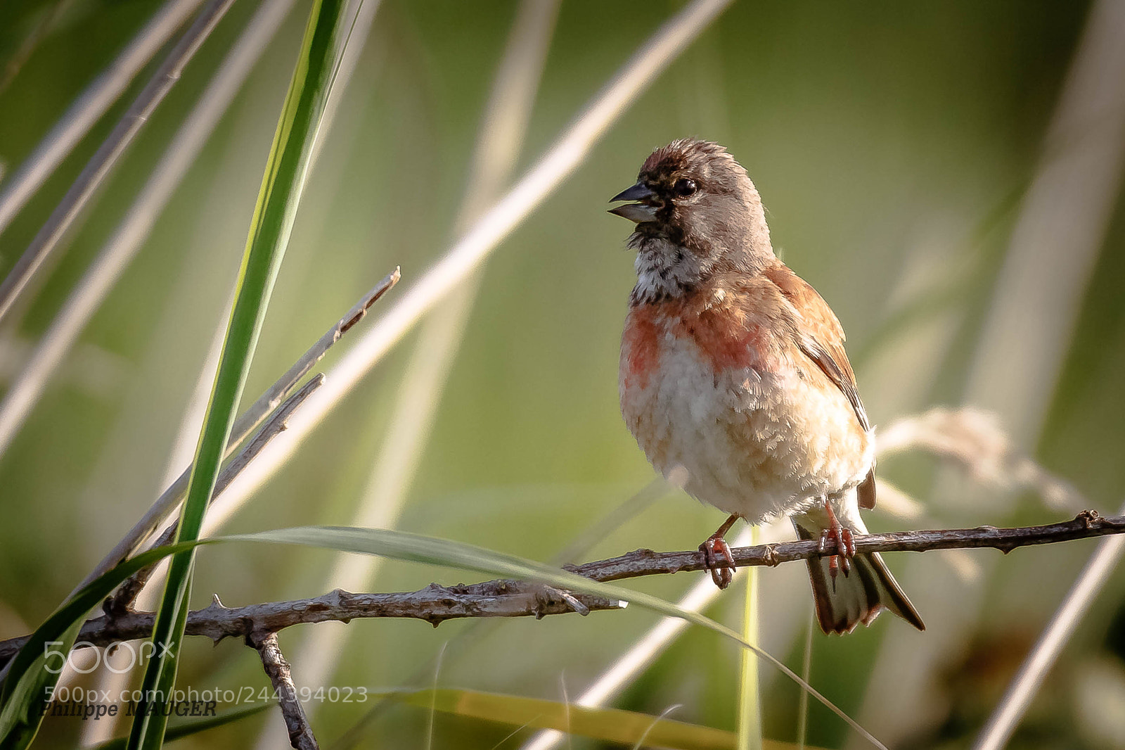 Canon EOS 7D Mark II sample photo. Linotte photography