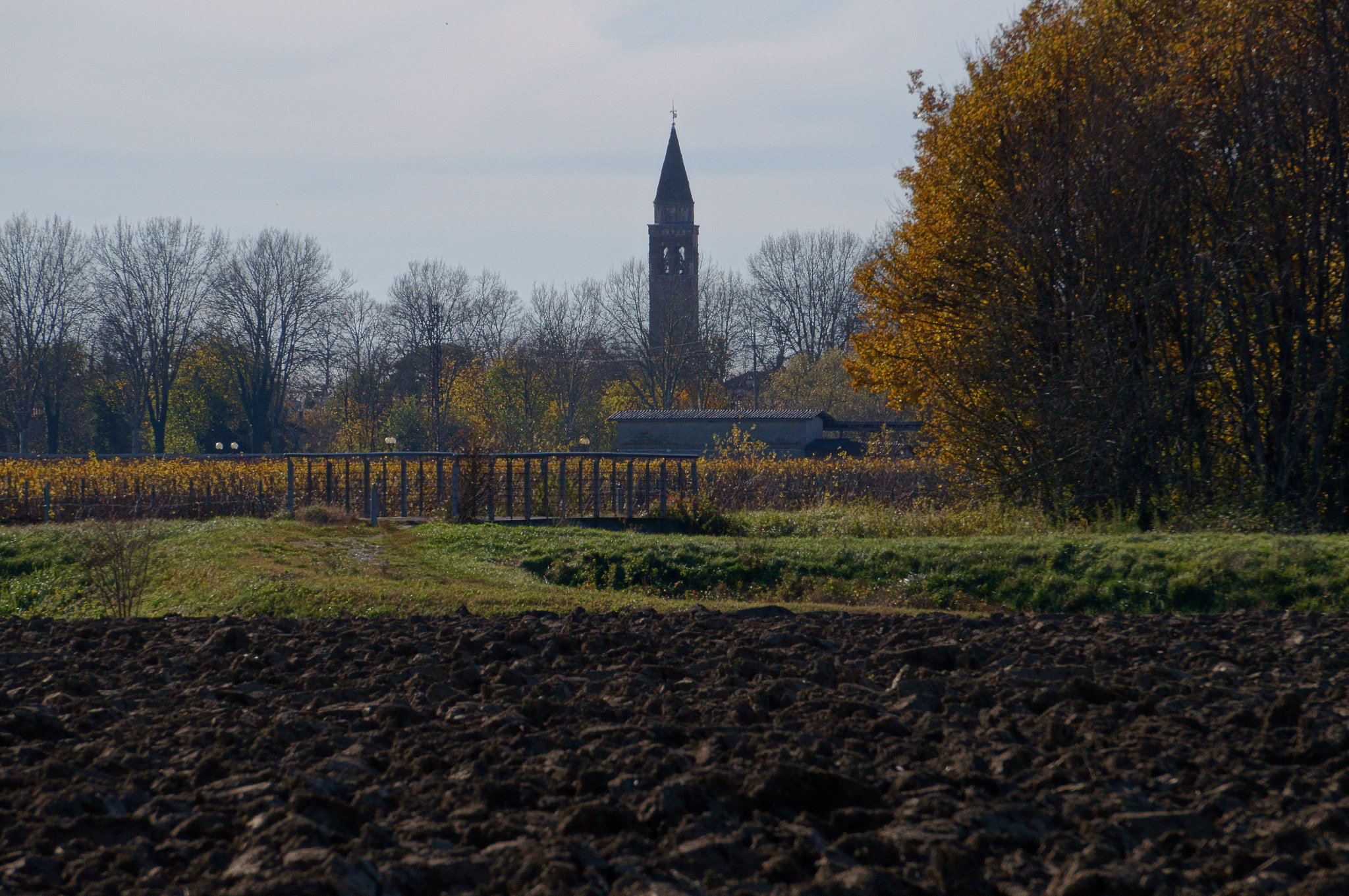 Sony E 55-210mm F4.5-6.3 OSS sample photo. Svetta tra le fronde photography