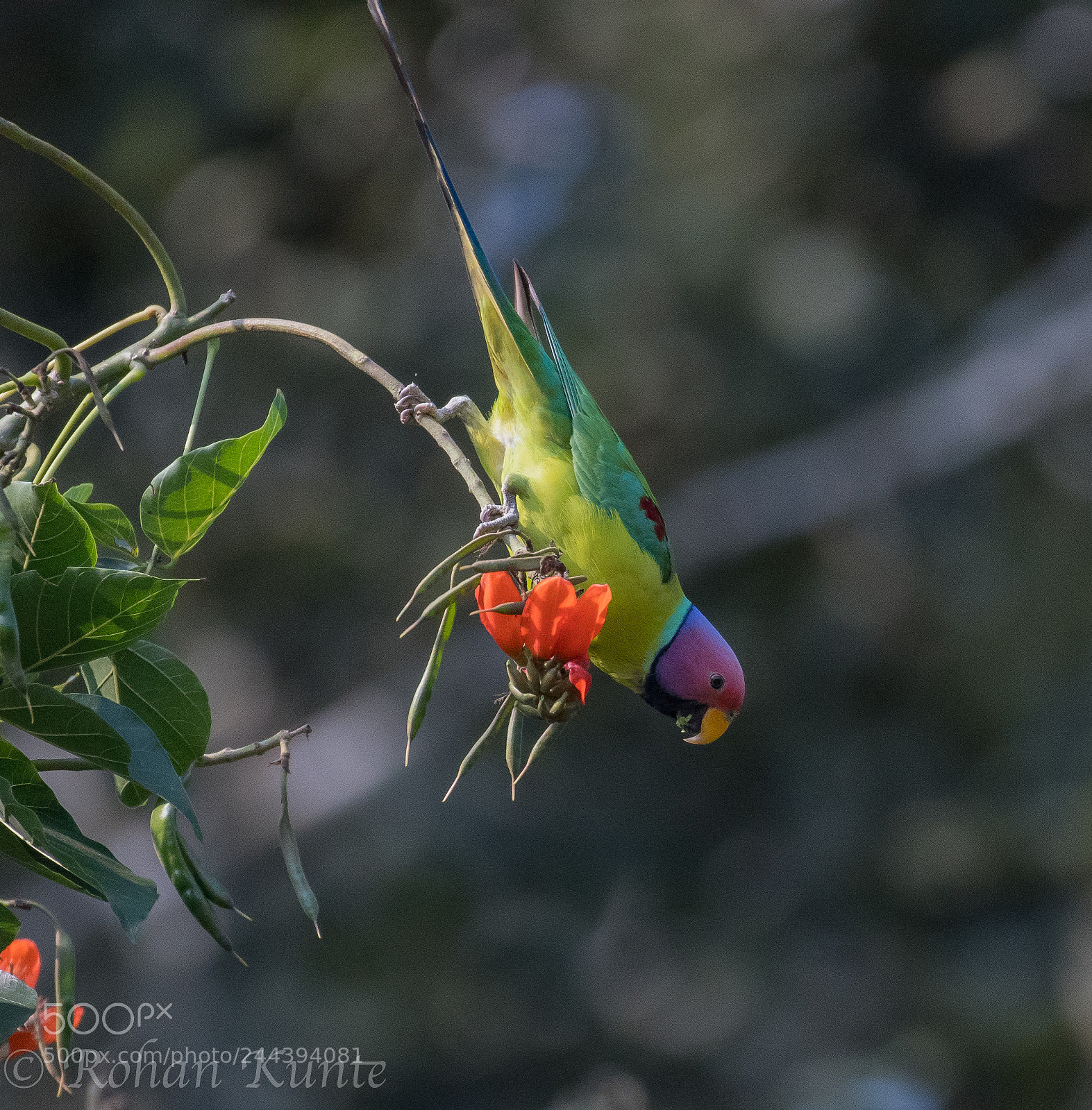 Nikon D500 sample photo. Plum headed parakeet photography