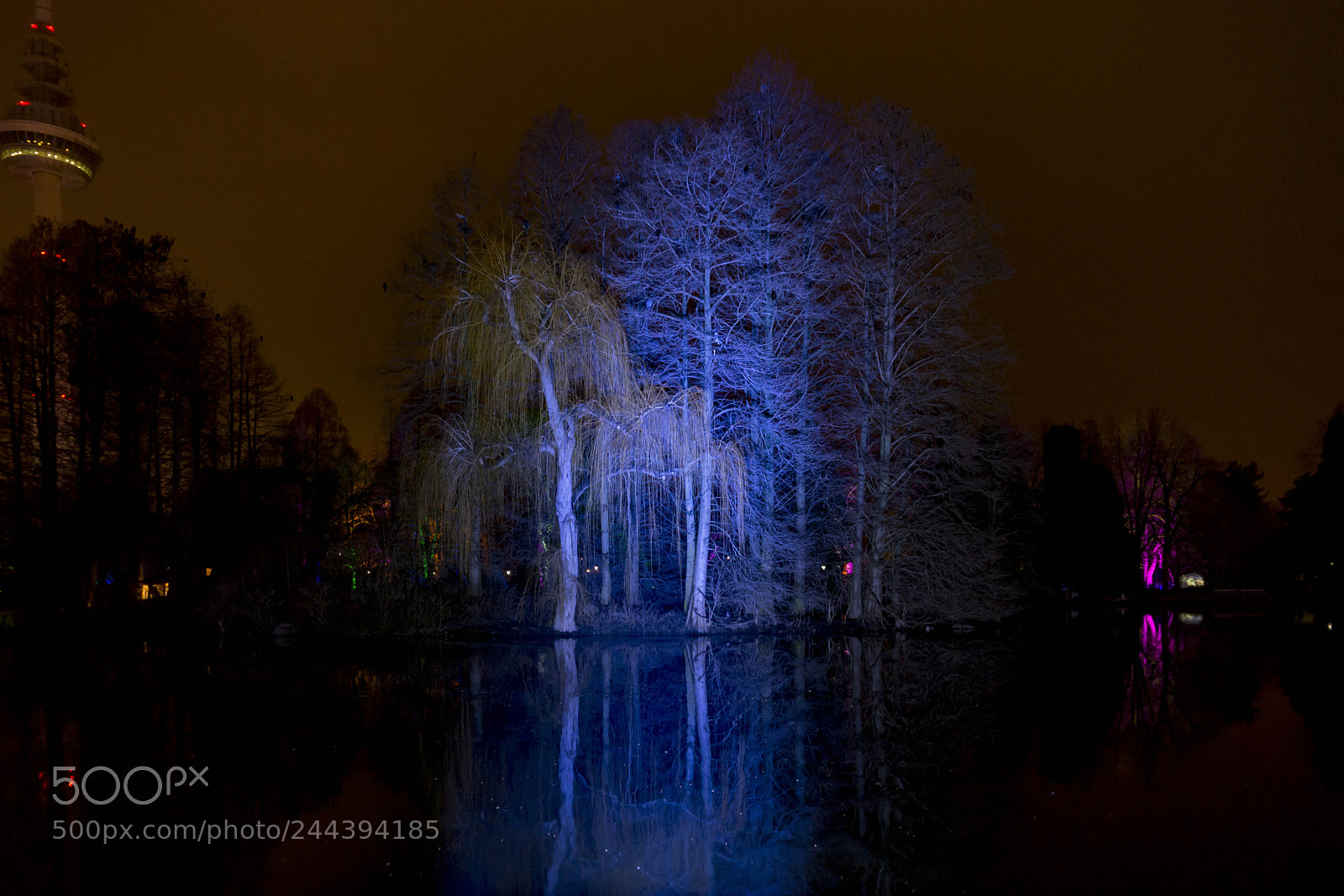 Sony SLT-A99V sample photo. Scary trees photography