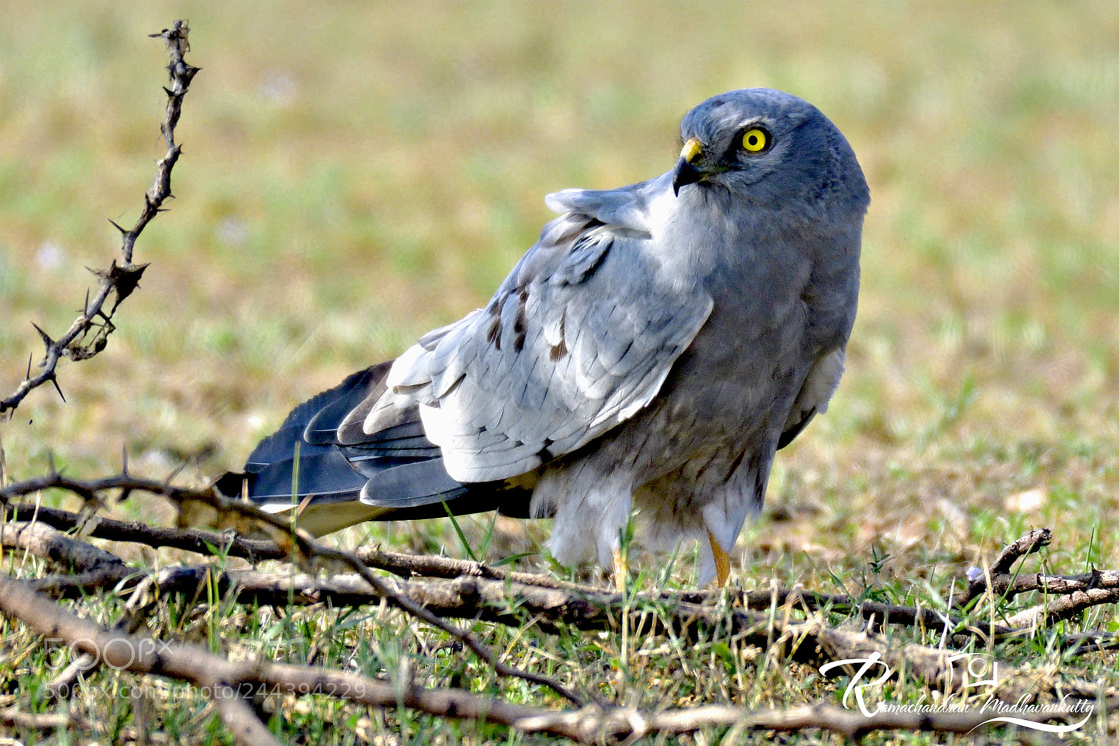 Nikon D500 sample photo. Pallid harrier or circus photography