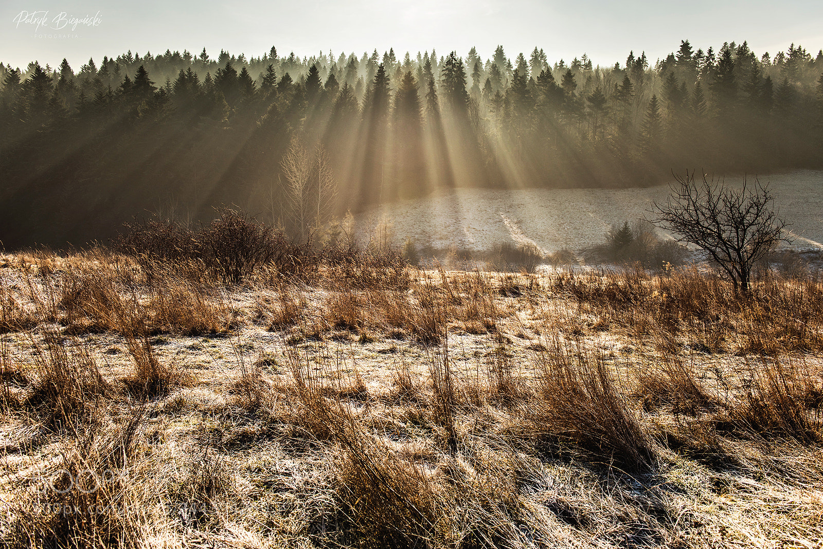 Nikon D810 sample photo. Morning blessing photography
