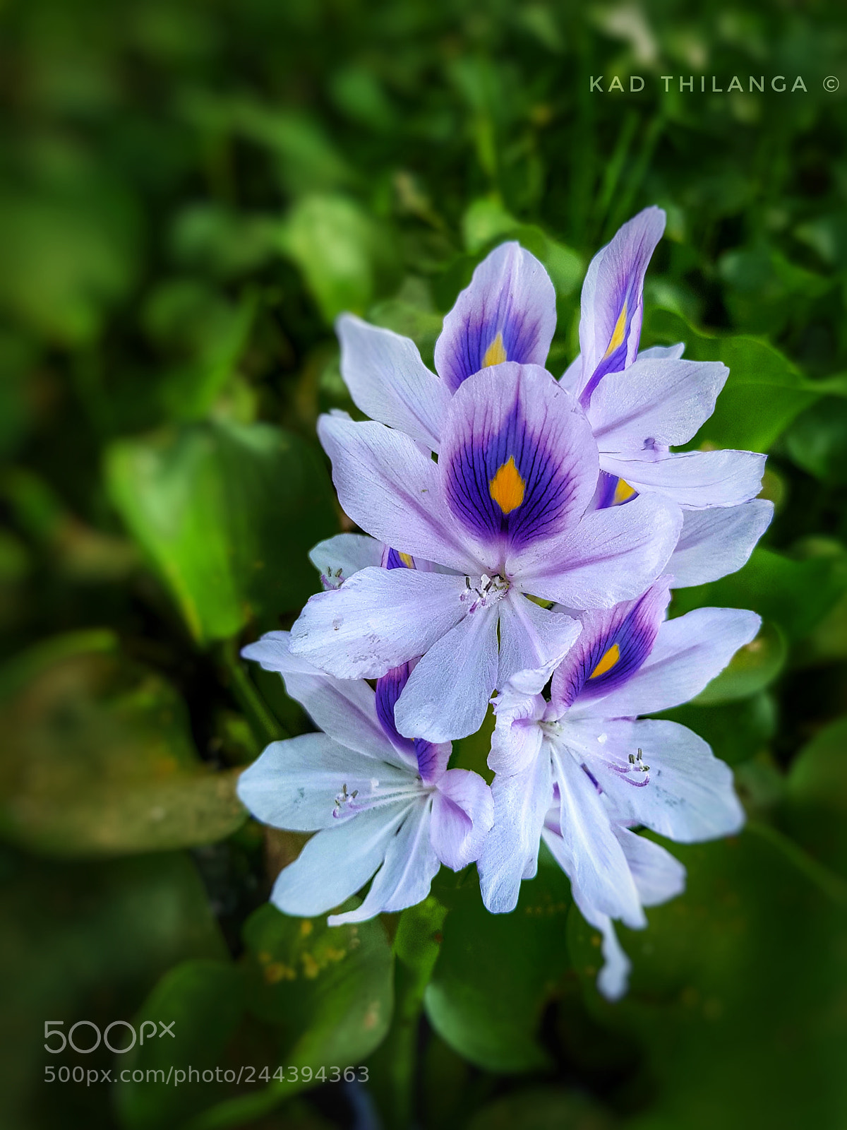 Samsung Galaxy S8+ sample photo. Flower photography
