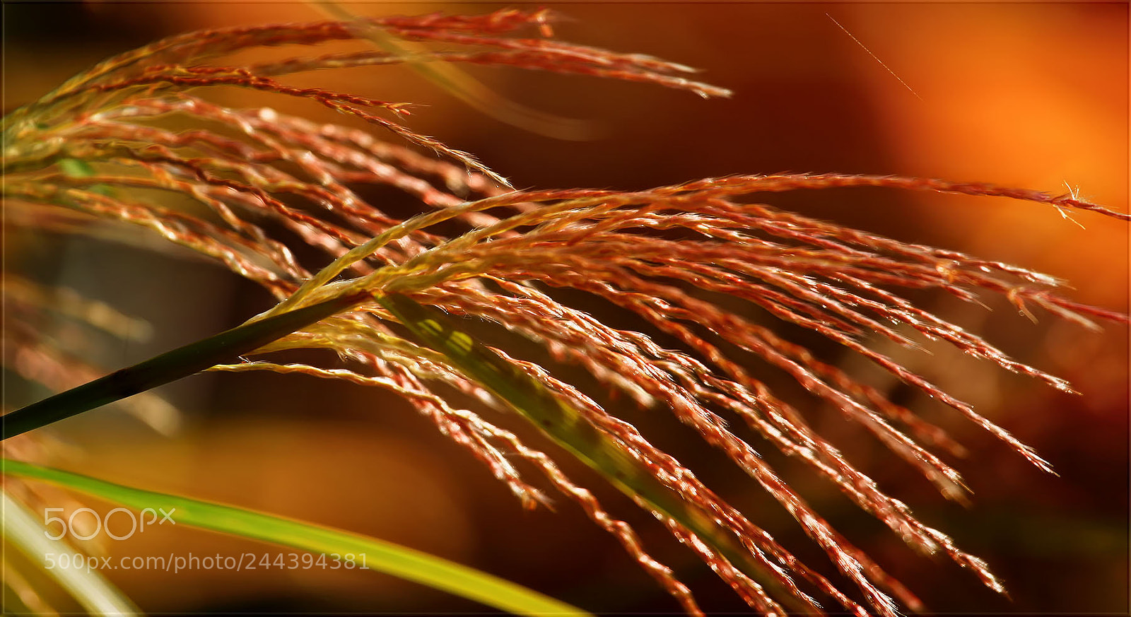 Canon EOS 5D sample photo. Vor lauter gras nichts photography