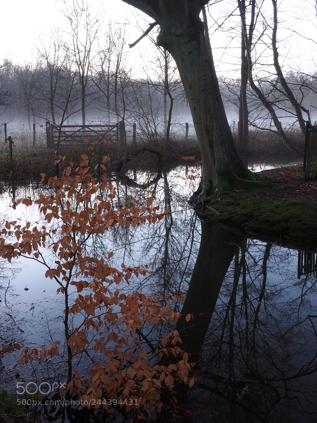 Olympus OM-D E-M1 sample photo. Reflection in pond with photography