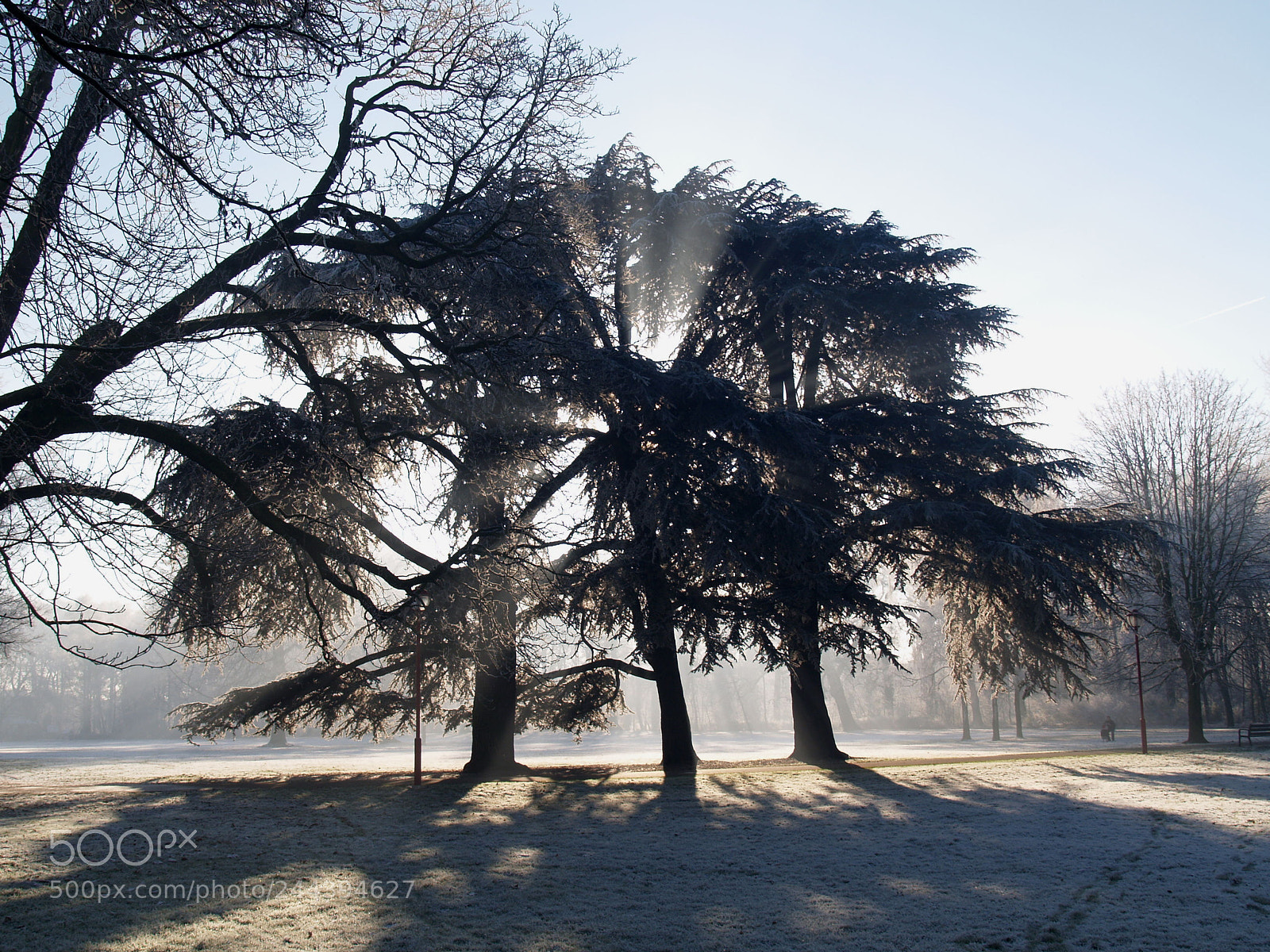 Olympus E-300 (EVOLT E-300) sample photo. Backlight winterscape photography