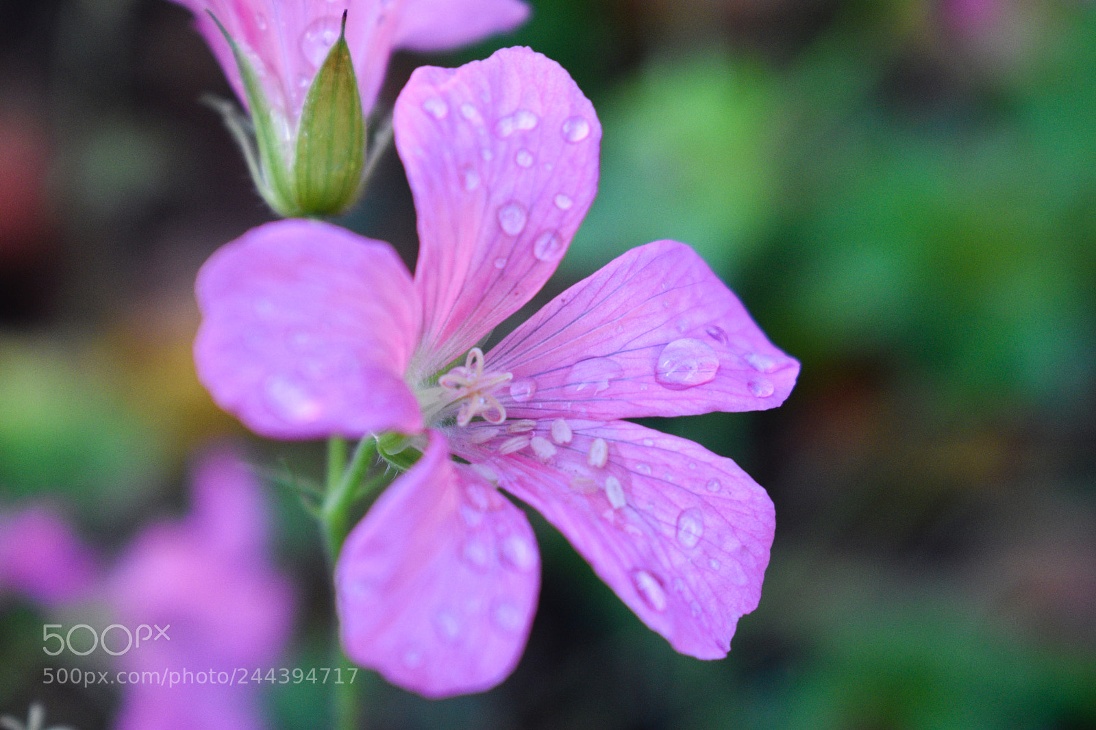 Nikon D5600 sample photo. Mkk photography