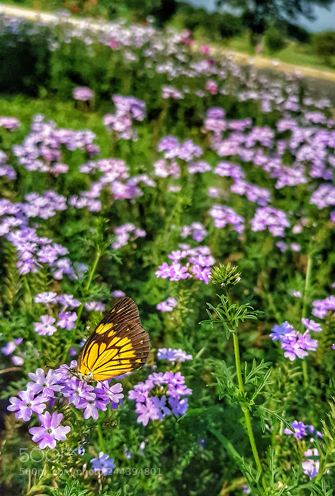 Samsung Galaxy S8+ sample photo. Butterfly photography