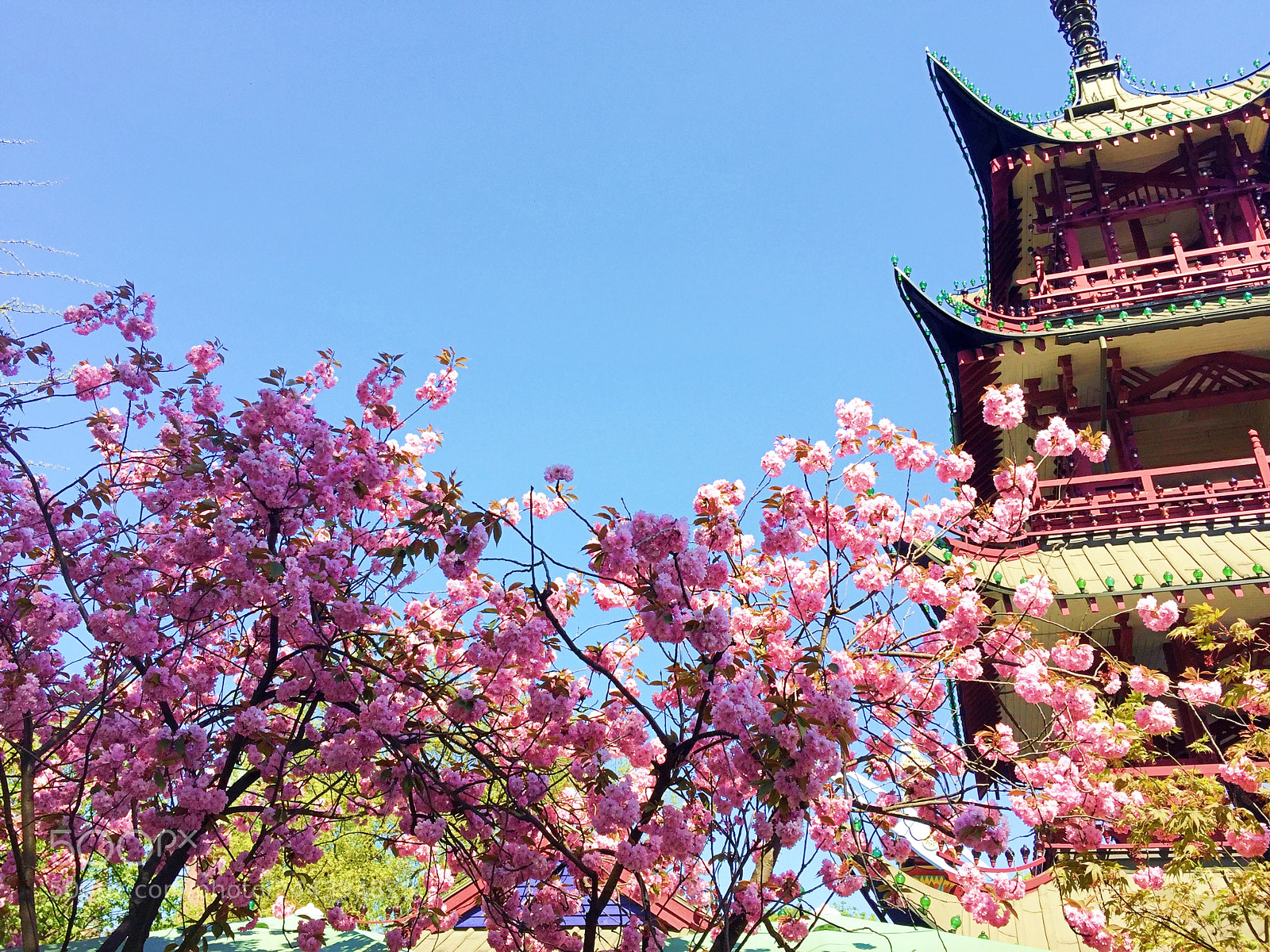 Apple iPhone 6 sample photo. Copenhagen and cherry blossom photography
