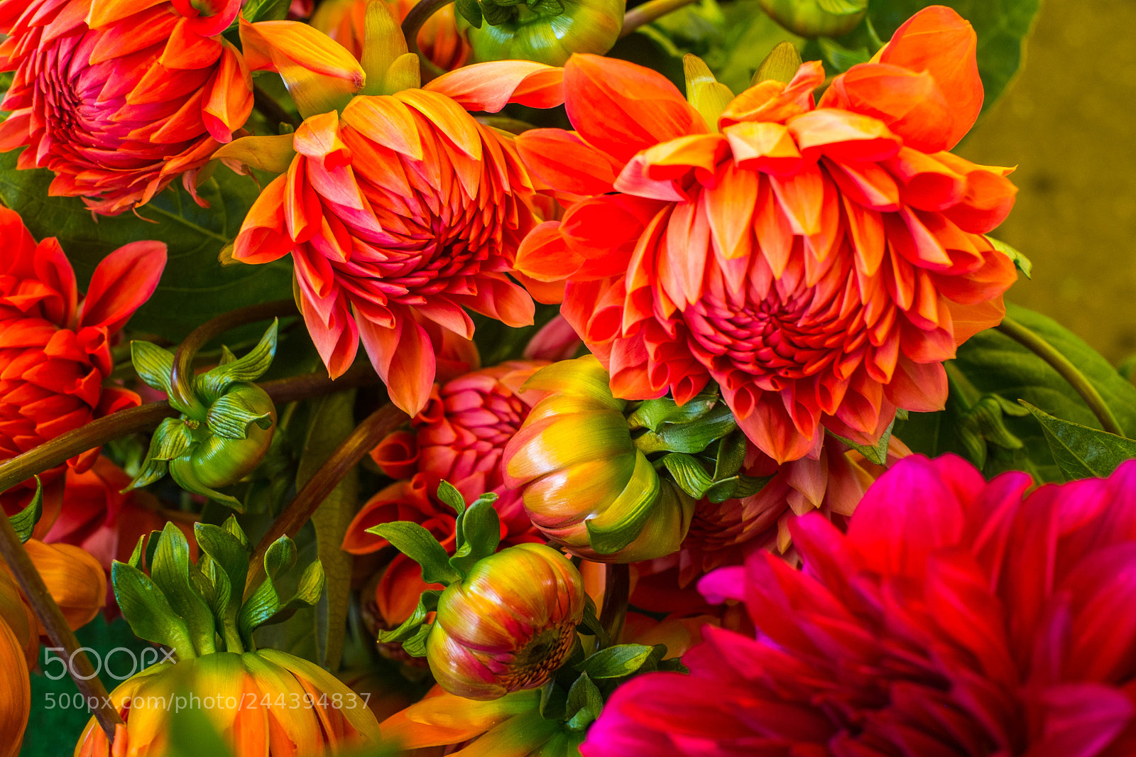 Fujifilm X-Pro1 sample photo. Farmers market flowers photography