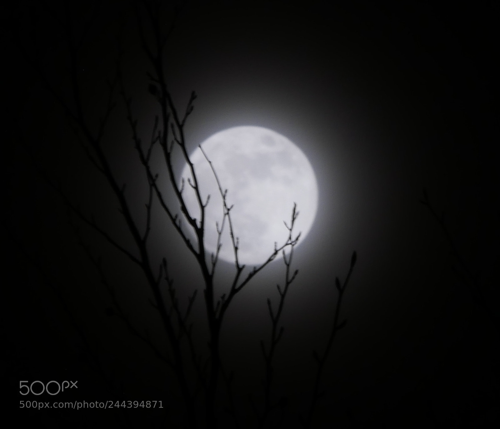 Panasonic Lumix DMC-G85 (Lumix DMC-G80) sample photo. Silvermoon photography