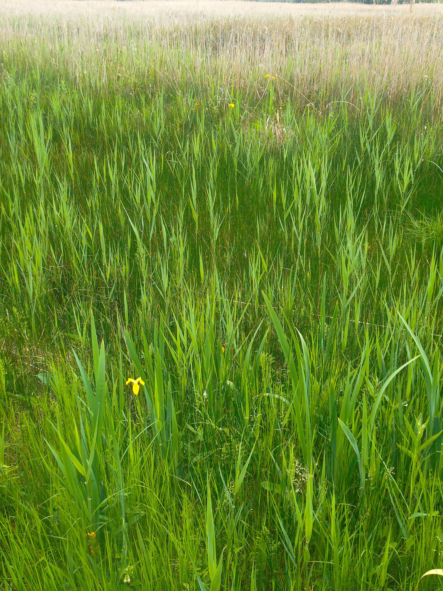 Nikon COOLPIX S3400 sample photo. Irises in the fen photography