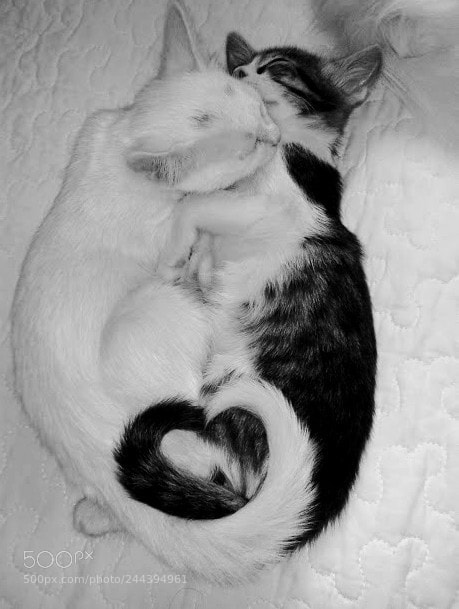 Sony Alpha a5000 (ILCE 5000) sample photo. Sweet kittens sweet sleep photography