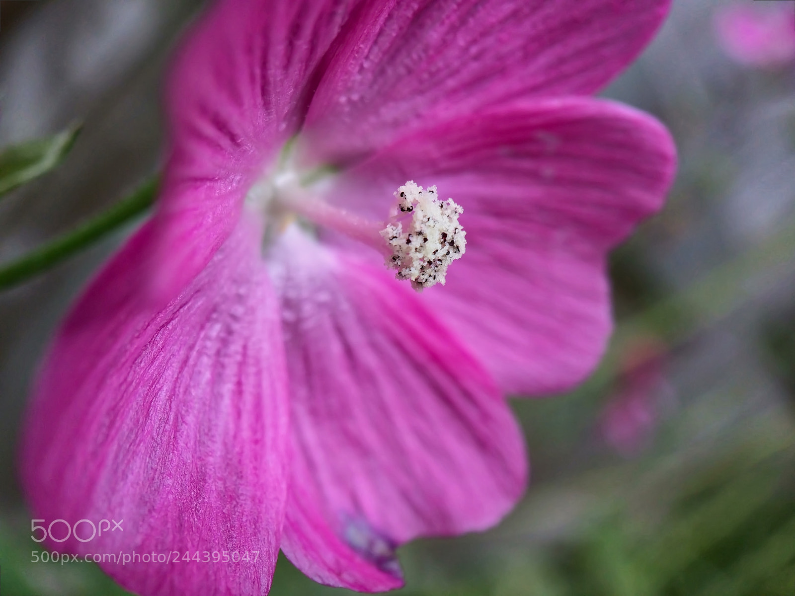 Apple iPhone 5s sample photo. Flower close up photography