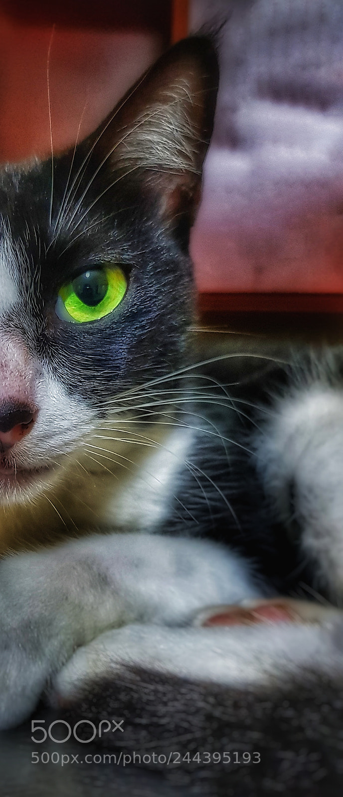 Samsung Galaxy S8+ sample photo. Half of kitty photography
