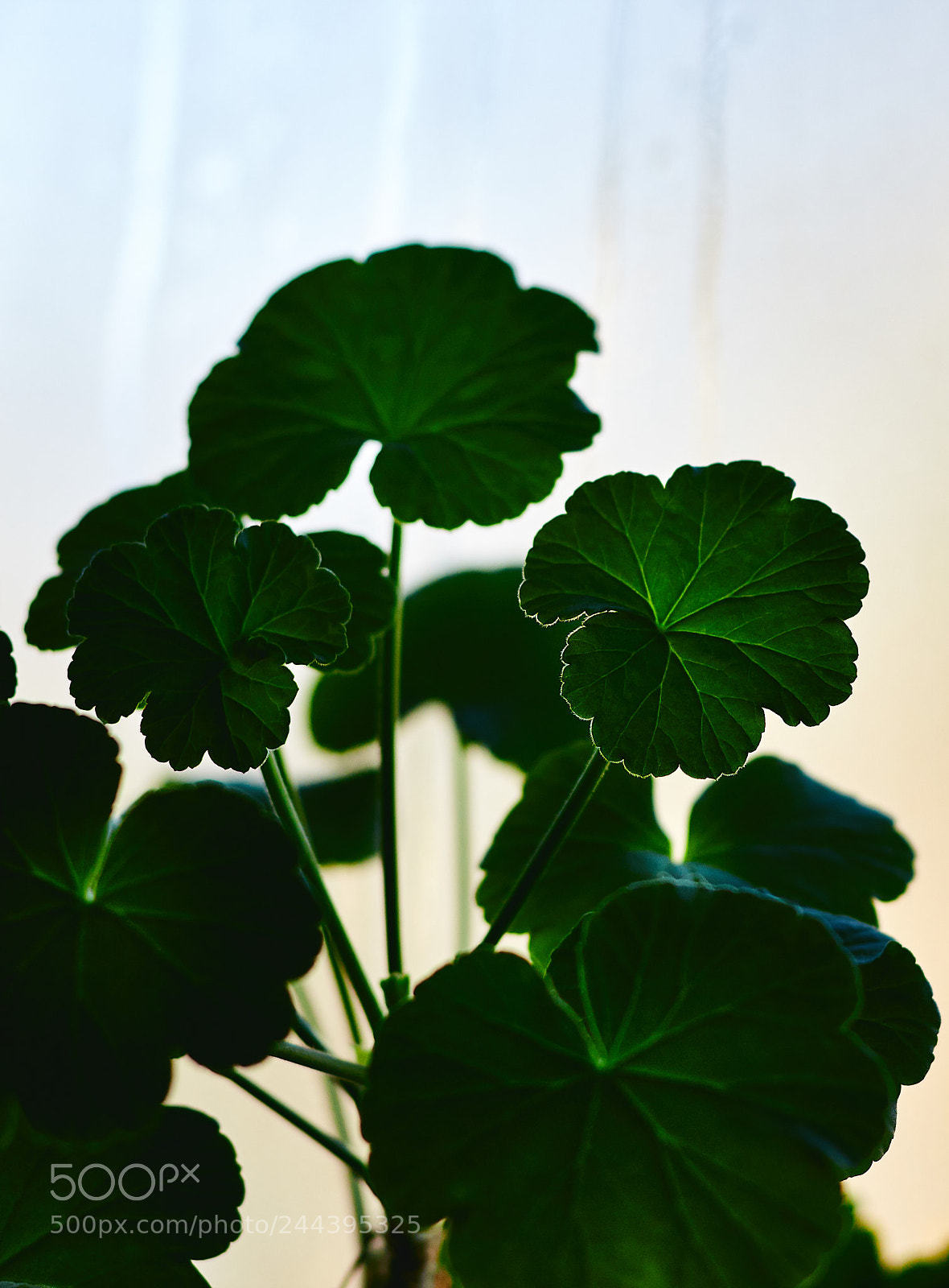 Canon EOS 1300D (EOS Rebel T6 / EOS Kiss X80) sample photo. Geranium photography