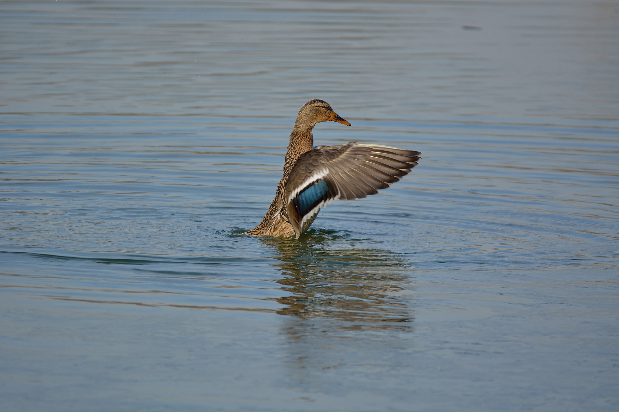 Nikon D5200 + Sigma 150-500mm F5-6.3 DG OS HSM sample photo. Oasi torrile e trecasali photography