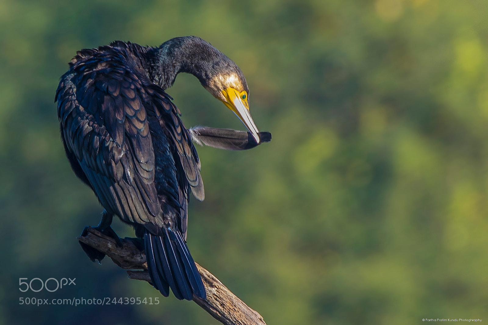 Canon EOS 7D Mark II sample photo. Great cormorant photography