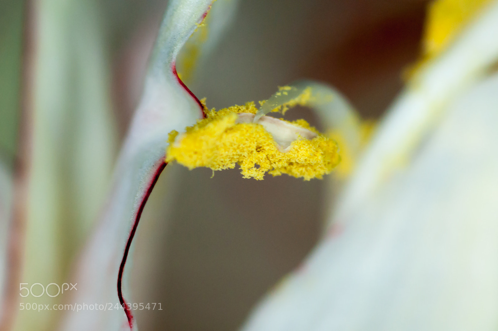 Nikon D90 sample photo. Stem photography