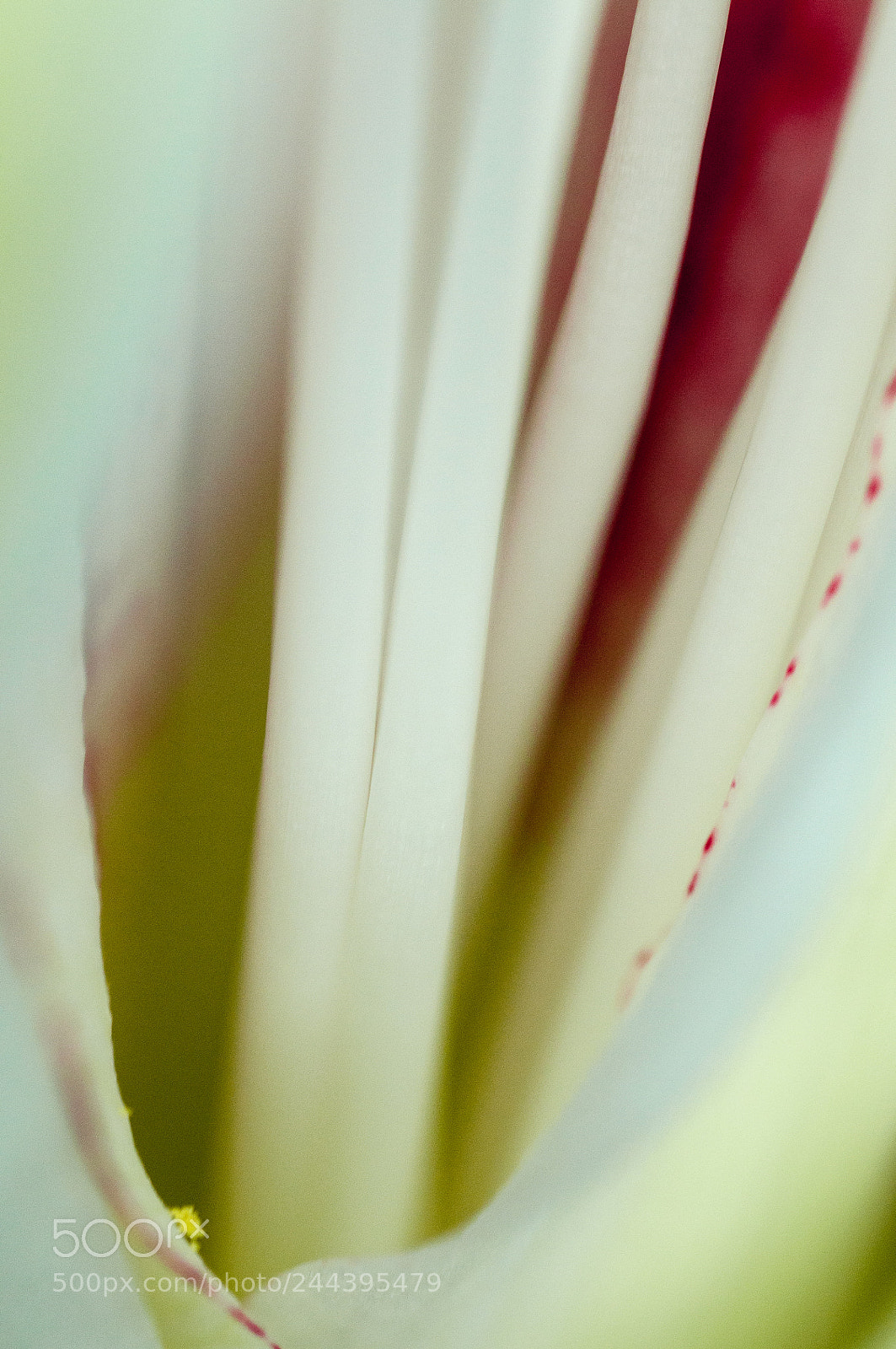 Nikon D90 sample photo. Amaryllis iii photography